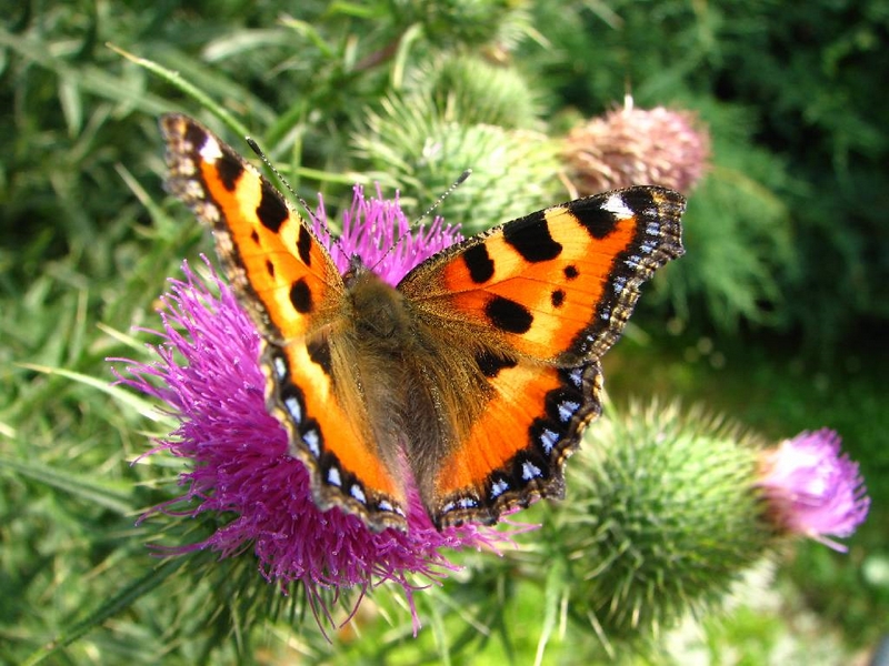 Příroda – motýl babočka
