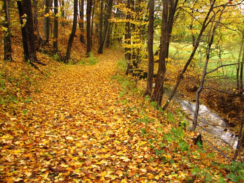 Příroda – Cesta podzimem – park v Bílých Poličanech